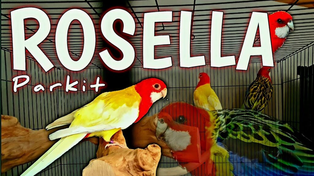 Parkit Rosella Tahan Di Banyak Habitat, Warna Mencoloknya Ternyata Bukan Satu-satunya Keunggulan