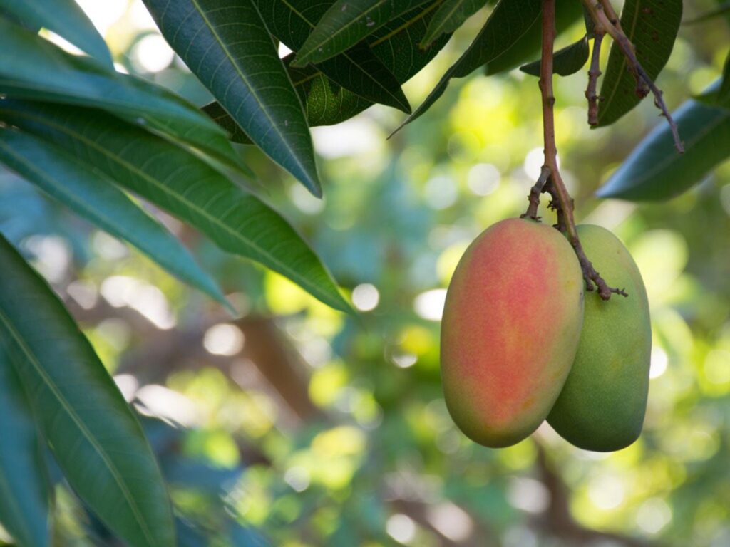 Besar Belum Tentu Berbuah, Ini Sering Jadi Tanda Perawatan Mangga Kurang Tepat