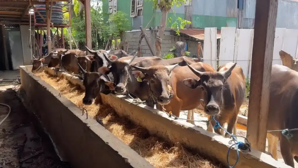 Pasokan Sapi Kurban Trenggalek Menipis, Harga Naik Rp4 Juta Jelang Idul Adha