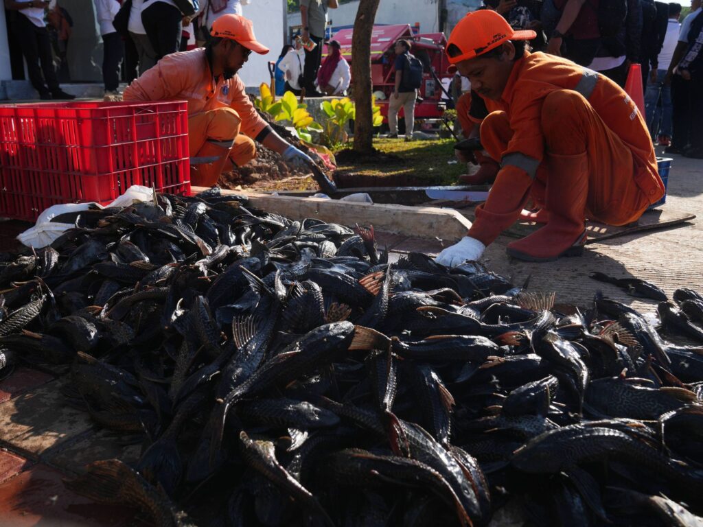 Kerang Hijau Terancam Akumulasi Kadmium, BRIN Soroti Logam Berat Di Teluk Jakarta