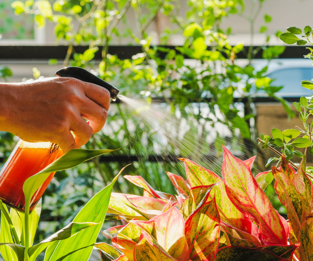 Pupuk Murah dari Air Cucian Beras, Dampaknya Pada Daun dan Akar Tanaman Hias
