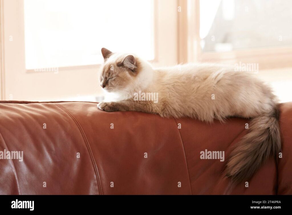 6 Ras Kucing yang Mudah Diarahkan Agar Furnitur Tetap Aman, Rumah Lebih Rapi