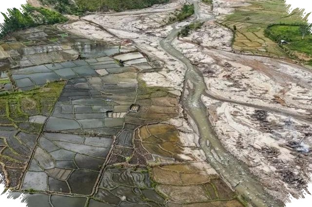 Sumatera Barat Paling Cepat Pulih, Ribuan Sawah Terdampak Mulai Kembali Ditanami