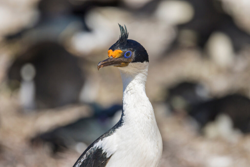 Penyelam Andal Di Laut Es Antartika, Antarctic Shag Tahan Hidup Sepanjang Tahun