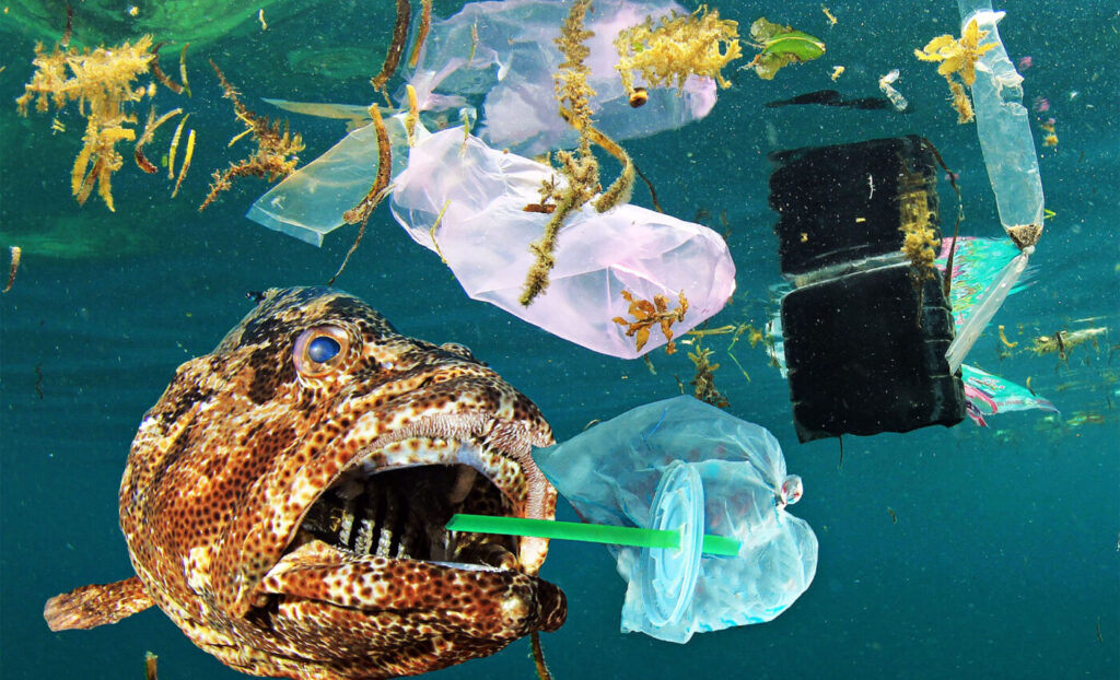 Jejak Mikroplastik Tersingkap Lewat Boops Boops, Ikan Pesisir Mediterania yang Rakus Menelan Partikel Kecil