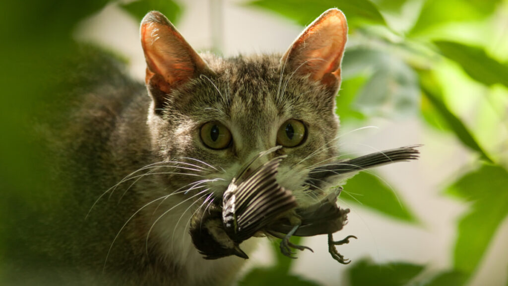 Kucing Yang Sering Menangkap Mangsa Liar Bisa Terpapar Bakteri, Ini Risikonya Bagi Kesehatan