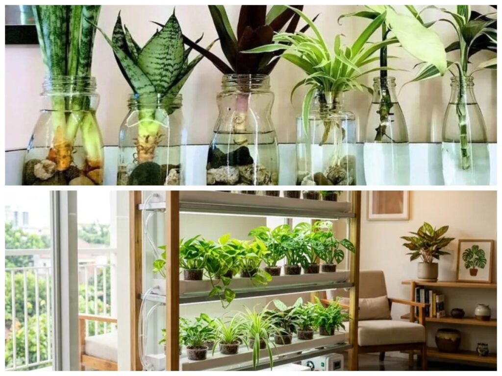 Rumah Lebih Bersih Dan Rapi, 5 Tanaman Hidroponik Ini Paling Pas Untuk Interior Minimalis 2026