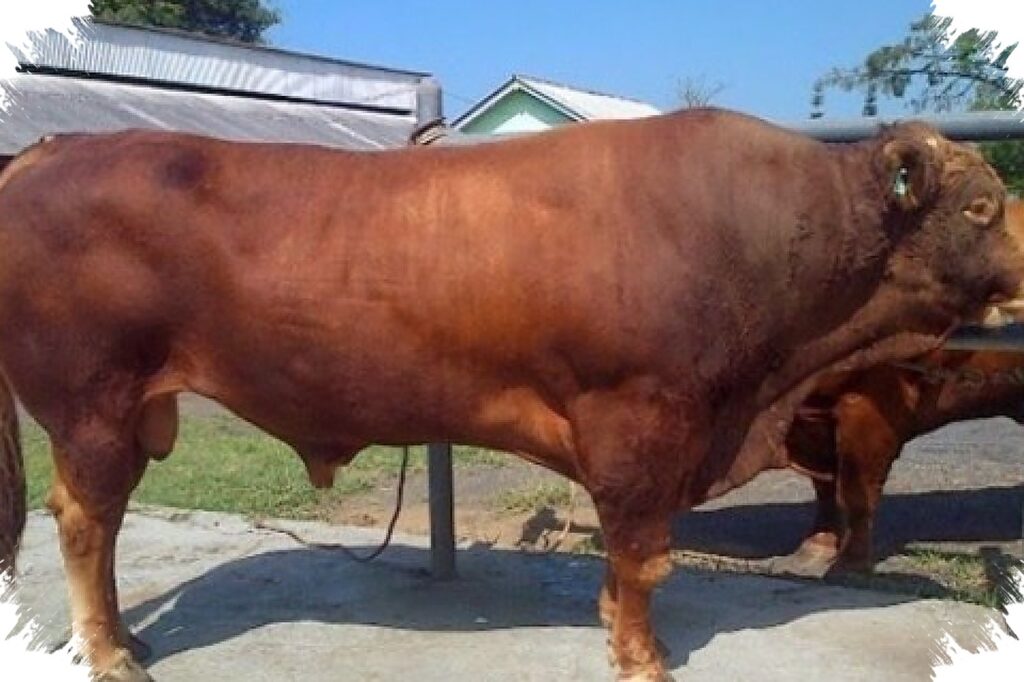 Bagong 1,15 Ton Jadi Andalan, Polewali Mandar Kembali Pasok Sapi Kurban Prabowo