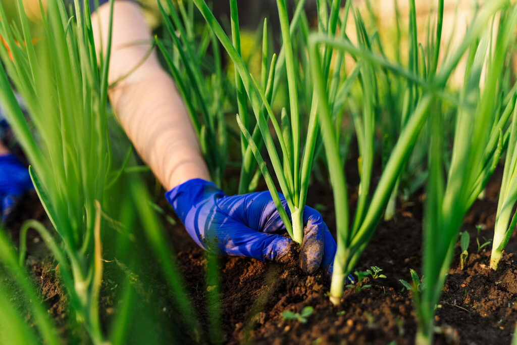 Daun Bawang Dan Taoge Cepat Muncul, Kebun Kecil Langsung Tampak Lebih Hidup