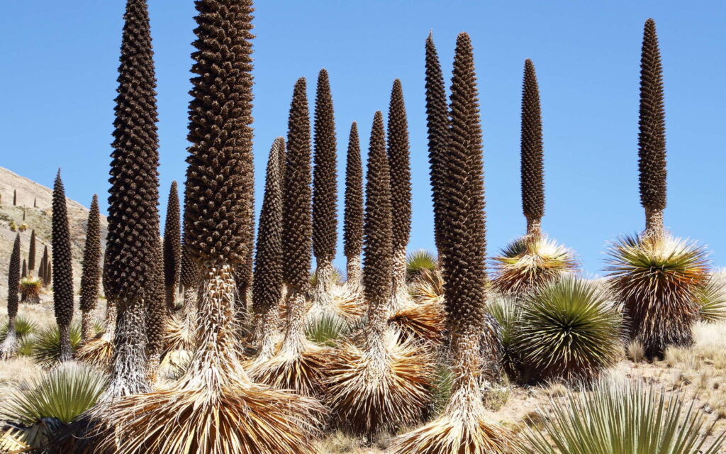 Raksasa Andes Yang Hanya Sekali Berbunga Seumur Hidup, Puya Raimondii Bisa Menunggu 100 Tahun