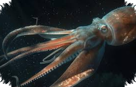 DNA Cumi-Cumi Raksasa Muncul Di Australia Barat, Petunjuk Baru Dari Laut 4.500 Meter