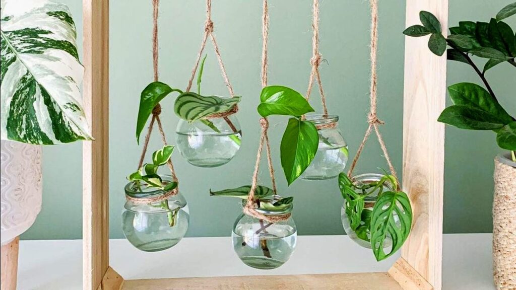 Vas Air Bisa Jadi Rumah Sirih Gading Dan Monstera, Ini Kunci Perawatannya