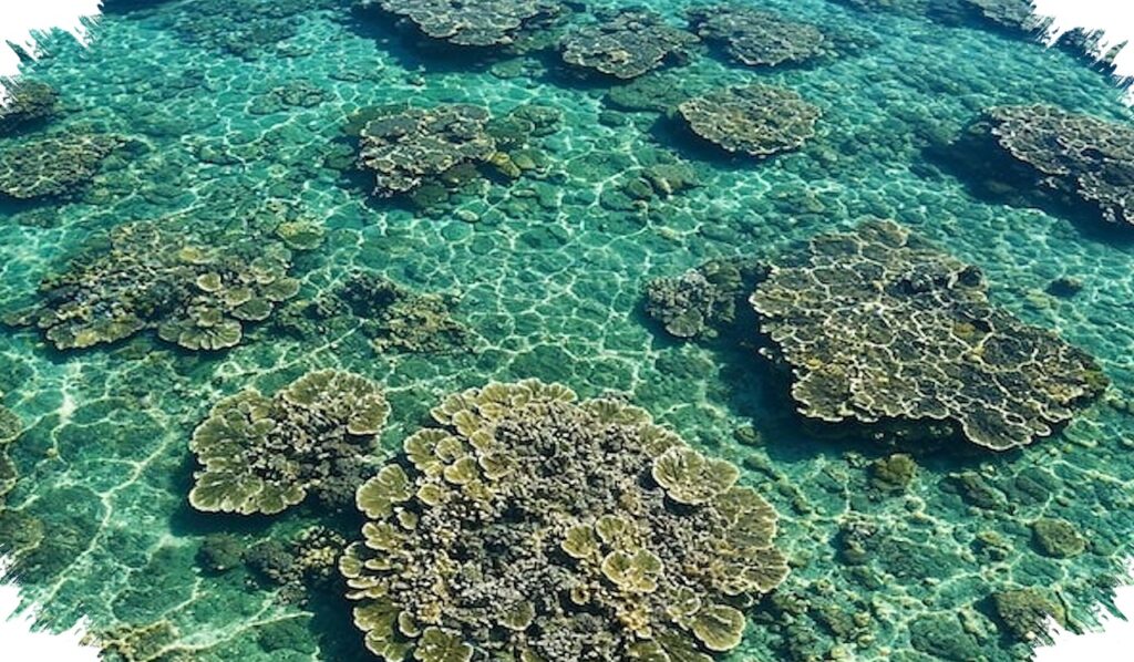 Speaker Bawah Laut Mampu Menggandakan Pemukiman Larva Karang, Tapi Bukan Solusi Tunggal