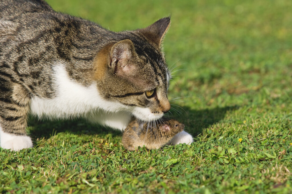 Kucing Membawa Bangkai Ke Rumah, Ternyata Rumah Dipersepsikan Sebagai Tempat Paling Aman