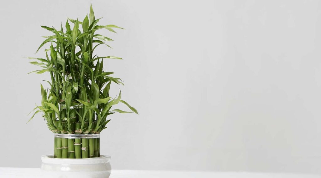 Bambu Air Membuat Udara Dalam Rumah Terasa Lebih Ringan, Sudut Kecil Pun Tetap Rapi dan Tenang