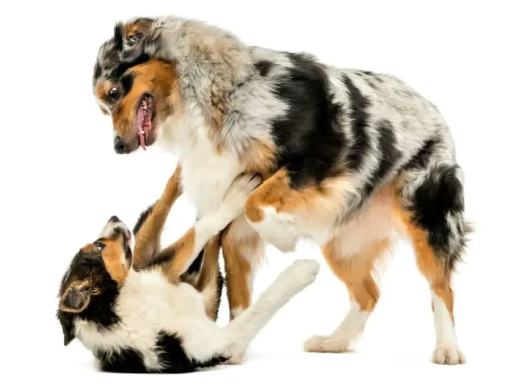 Anjing Kurang Sosialisasi Lebih Mudah Stres, Agresif, dan Sulit Dekat dengan Pemilik