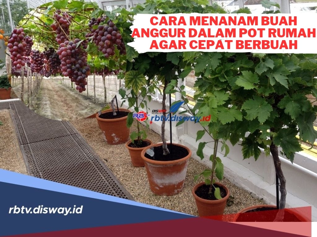 Pemangkasan Tepat dan Cahaya Cukup, Kunci Anggur Pot Agar Tidak Sibuk Berdaun Saja