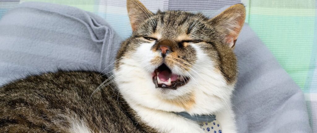 Stres Bisa Memicu Flu Pada Kucing, Empat Penyebab Yang Sering Tak Disadari
