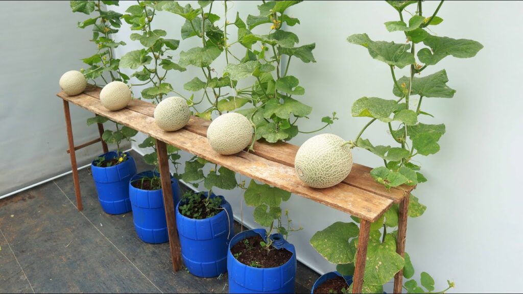 Panen Melon Manis Dari Pot Lebih Mudah, 5 Langkah Kuncinya Ada Di Sini