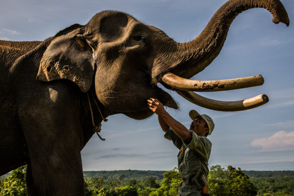BKSDA Selidiki Tiga Satwa Dilindungi Mati Di Mukomuko, Dua Gajah Dan Seekor Harimau Sumatra