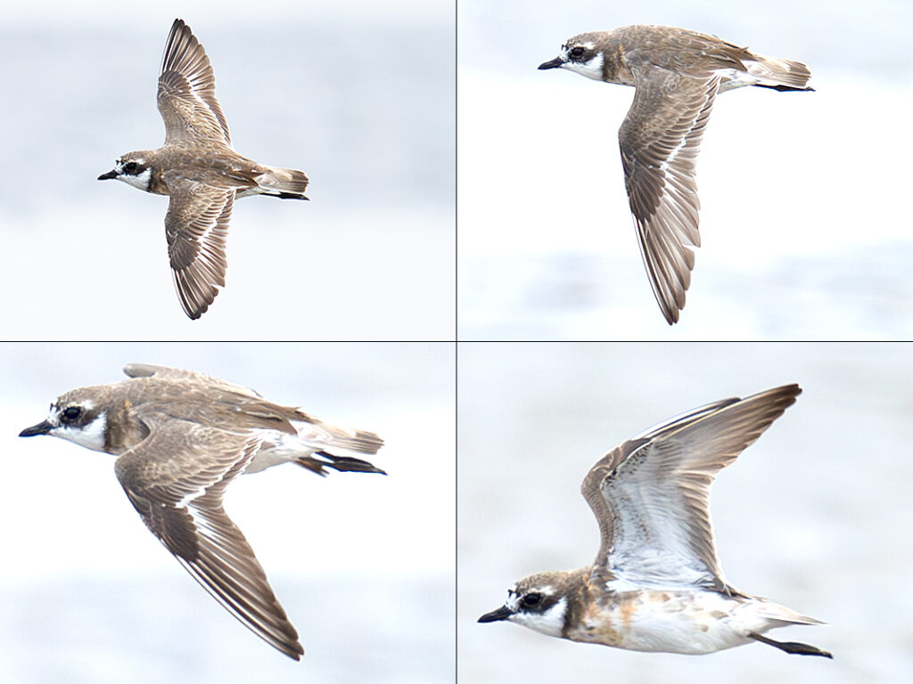 Ancaman di Jalur Migrasi, Nasib Siberian Sand Plover Kini Kian Terdesak