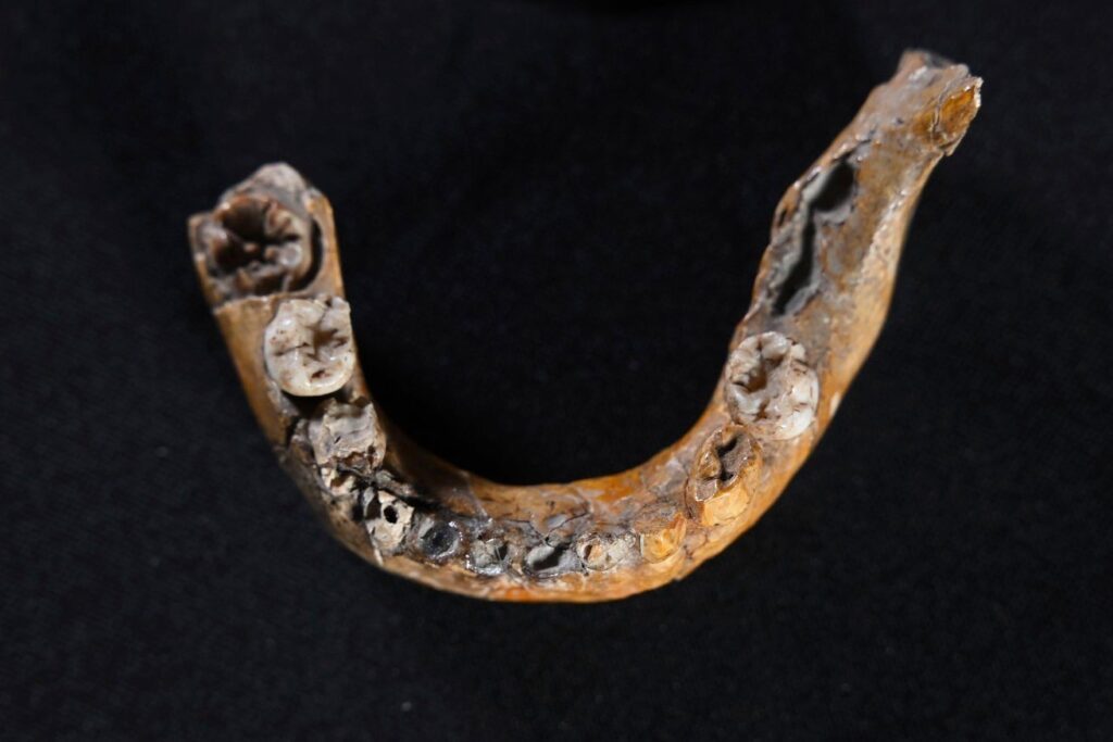 Tengkorak Anak Di Israel Ungkap Pertemuan Homo Sapiens Dan Neanderthal Jauh Lebih Awal