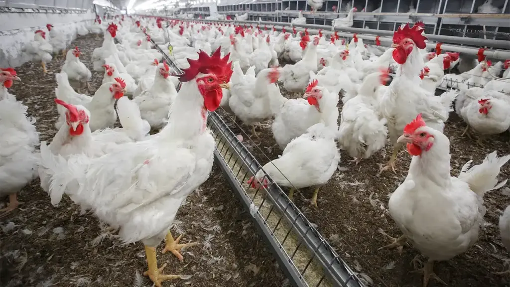 Pemula Beternak Cage Free Sebaiknya Pilih KUB Atau Ayam Kampung Asli, Lebih Tahan Adaptasi