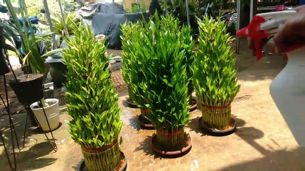 Bambu Hoki Ternyata Bukan Bambu Sejati, Namun Justru Itu Yang Membuatnya Banyak Dipilih