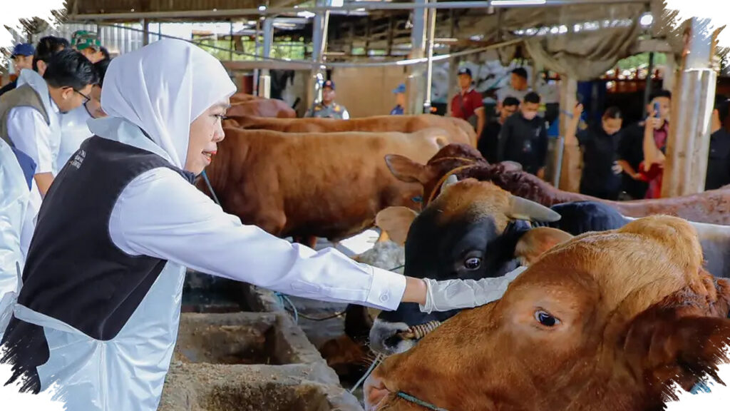 Stok Hewan Kurban Jatim Melimpah, Sapi, Kambing, Domba, dan Kerbau Semua Aman