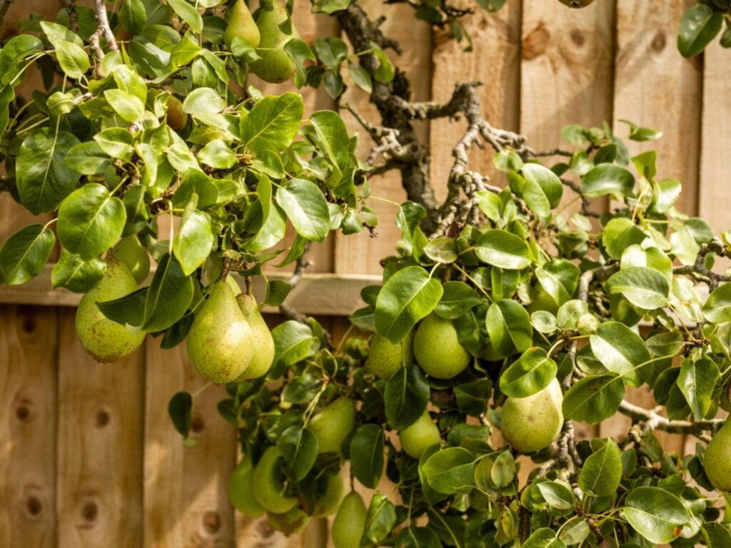 Pekarangan Kecil Tetap Bisa Panen Rutin, 10 Buah Ini Nyaris Tak Kenal Musim