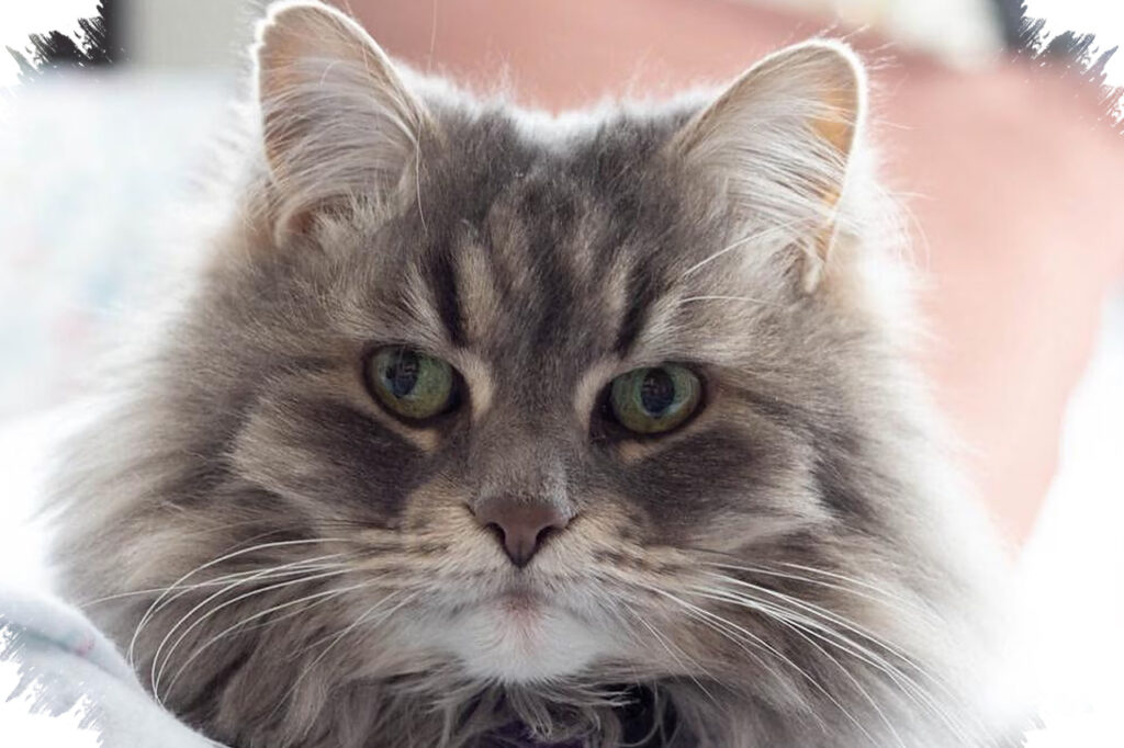 Kucing Tidak Selalu Nyaman Saat Ditatap Lama, Begini Sinyal yang Perlu Dibaca