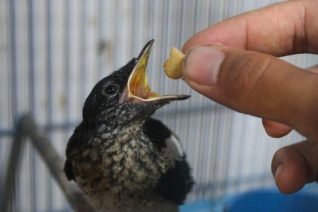 Rantai Ekonomi Burung Kicau Makin Luas, Dari Penangkaran Sampai Pakan Menggeliat