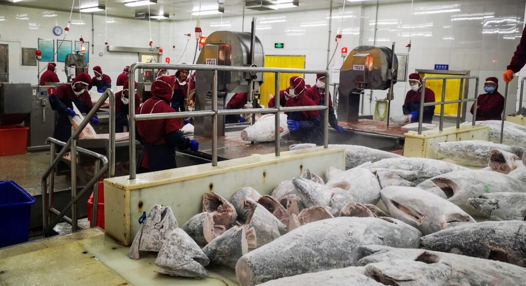 Tuna Indonesia Baru Tumbuh 7,46 Persen, Hilirisasi Masih Menahan Nilai Ekspor