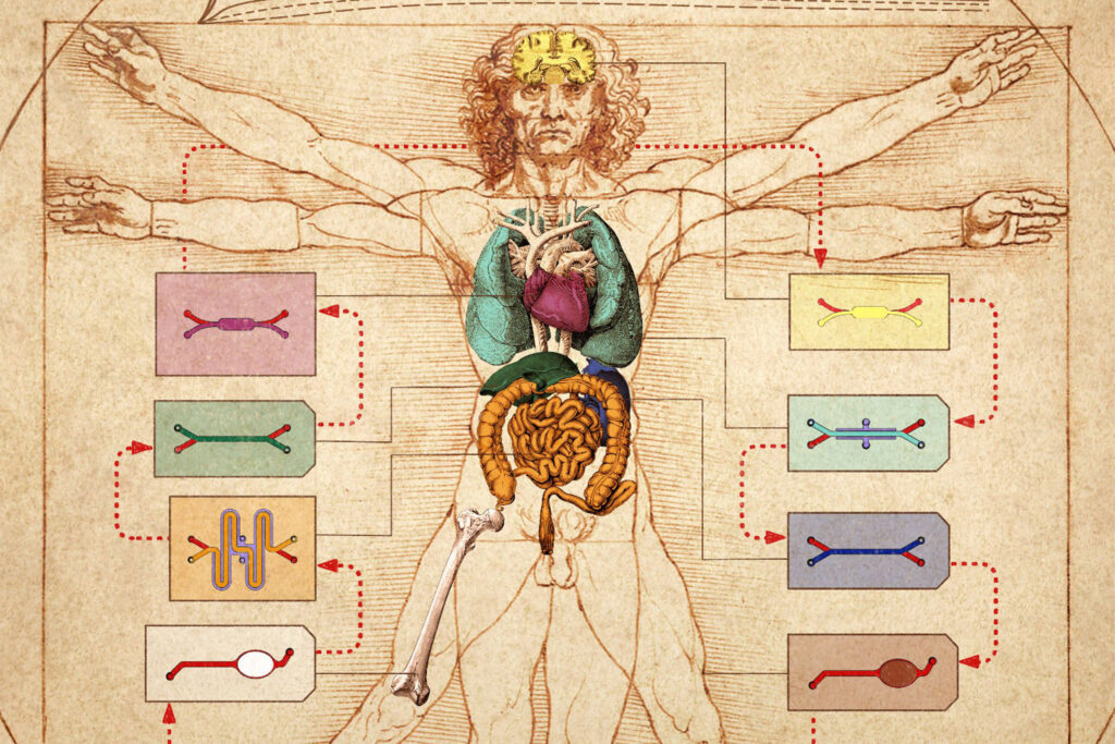 Uji Obat Kian Cepat Dengan Human Organ Chips, Biaya Pengembangan Pun Bisa Turun Jauh