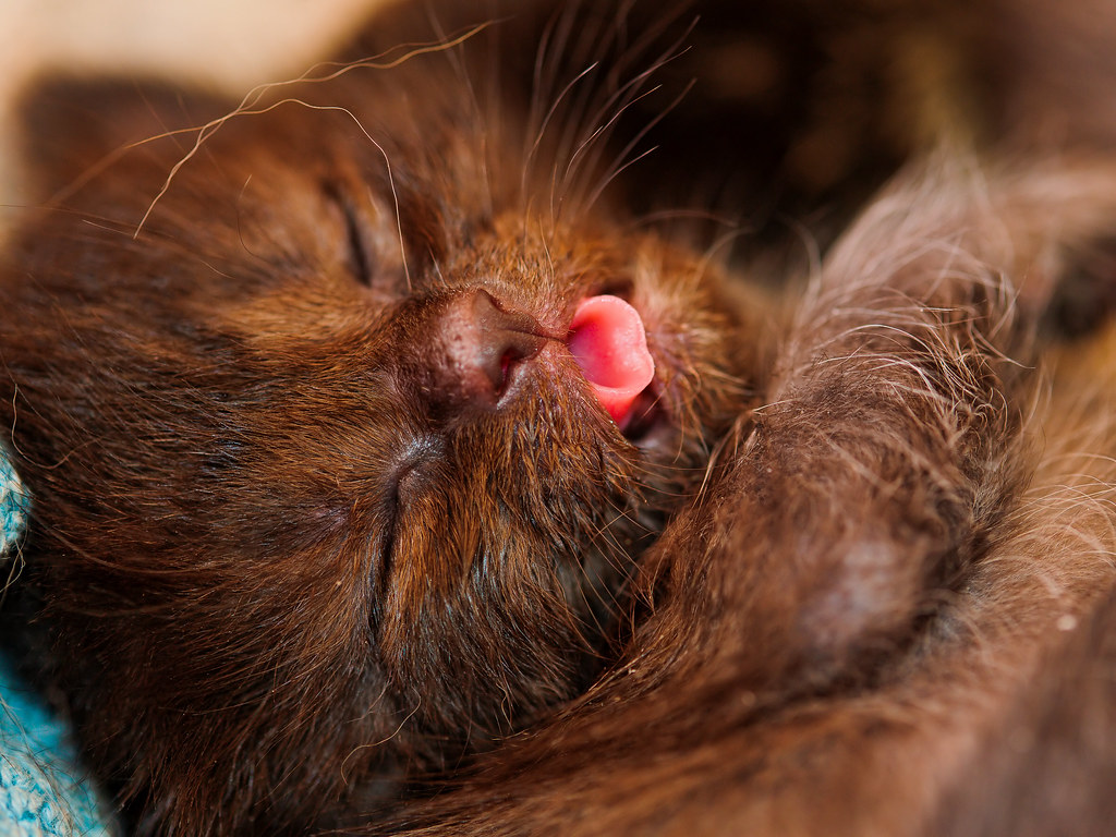 Lidah Kucing Keluar Saat Tidur Belum Tentu Bahaya, Ini Batas Normal dan Tanda Waspada
