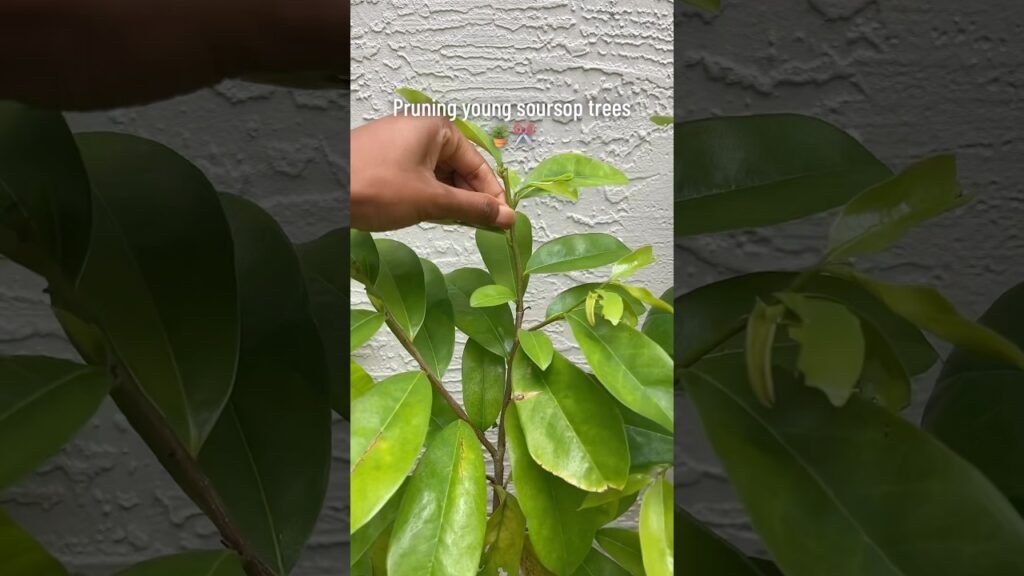 Pemangkasan Sirsak yang Tepat, Kunci Tunas Baru dan Buah Lebih Cepat Muncul