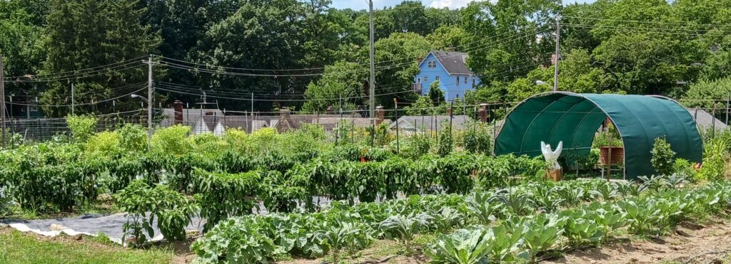 Kebun Komunal Desa Bisa Tambah Pangan Dan Penghasilan, Dari Sayur Cepat Panen Hingga Hidroponik
