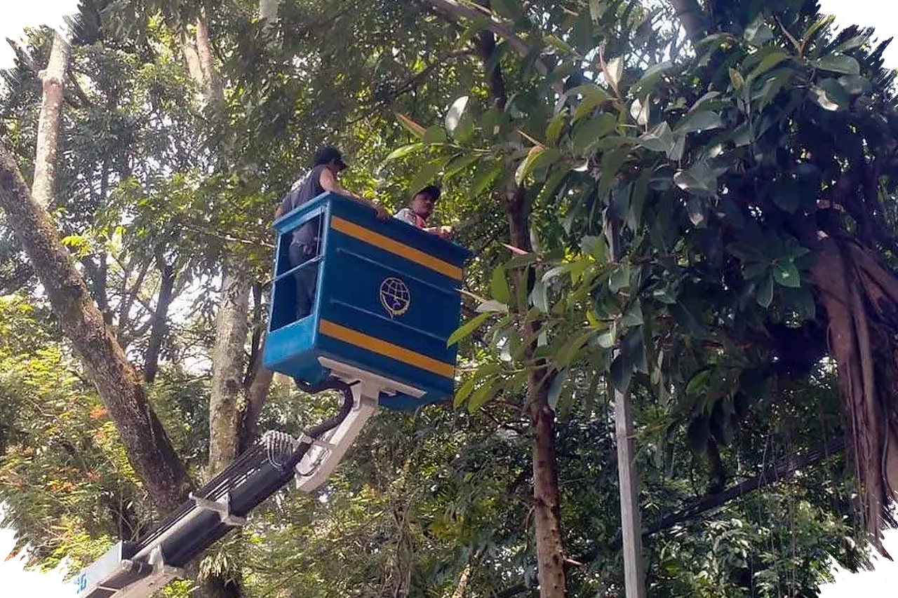 Izin Gubernur Kini Menjadi Kunci, Penebangan Pohon Di Jalan Provinsi Jabar Diperketat