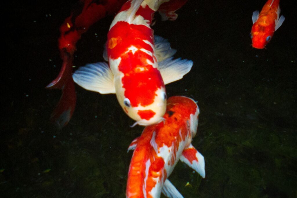 Koi Menjadi Simbol Keberanian di Jepang, Dari Ikan Konsumsi ke Ikon Budaya