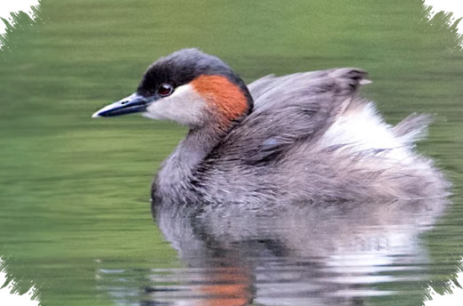 Populasi Madagascar Grebe Terus Turun, Danau Dangkal Dan Rawa Kian Hilang di Madagaskar