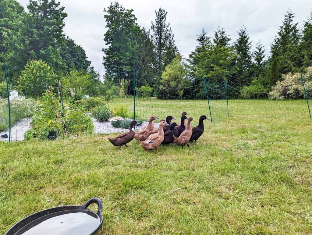 Bebek Petelur Tetap Bisa Dibudidayakan Di Lahan Sempit, Peluang Baru Bagi Ibu Dasawisma