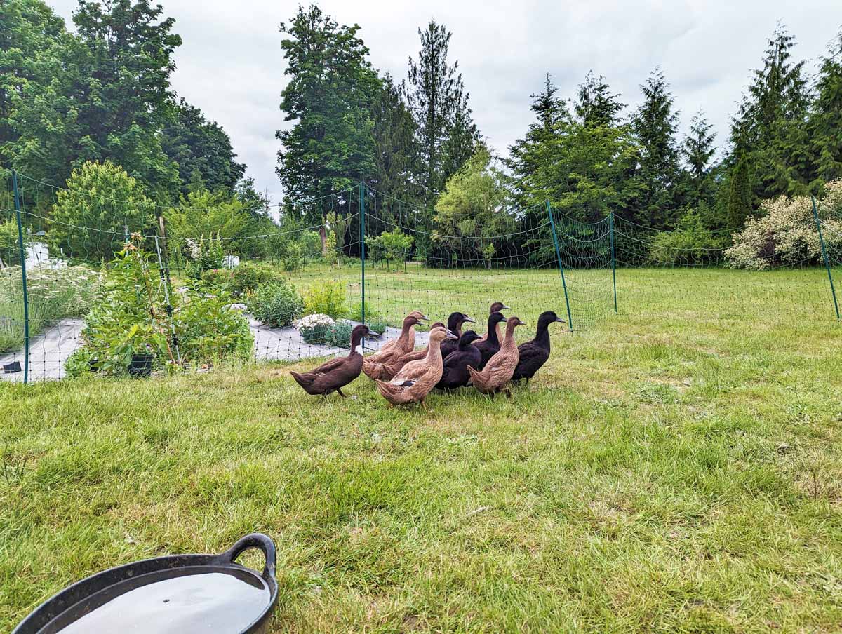 Bebek Petelur Tetap Bisa Dibudidayakan Di Lahan Sempit, Peluang Baru Bagi Ibu Dasawisma