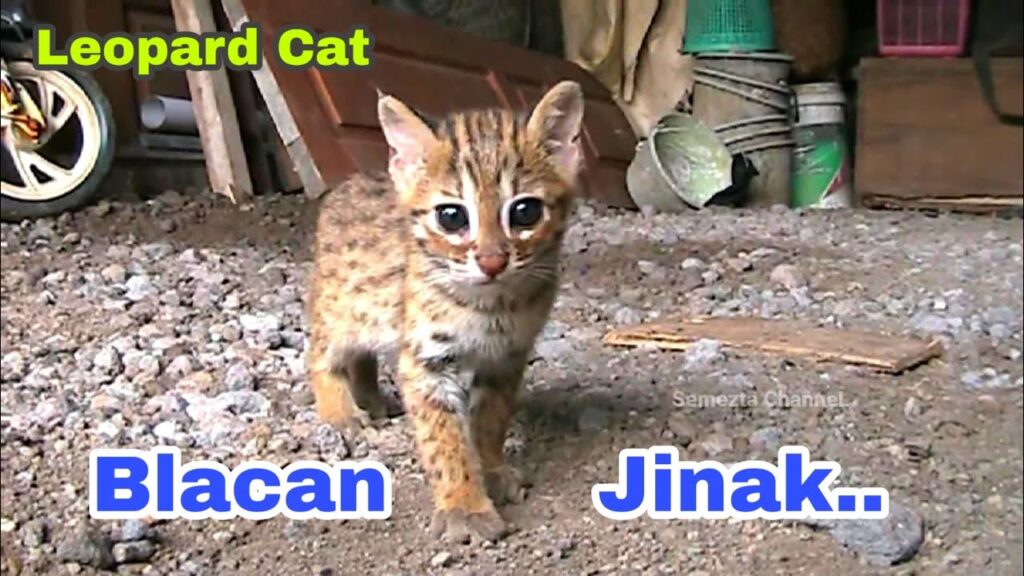 Kucing Blacan Dilindungi Dan Bukan Hewan Peliharaan, Risiko Hukum Serta Ancaman Alamnya Tinggi