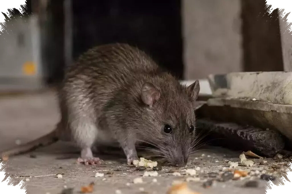 Lima Penyakit Akibat Tikus Yang Sering Tak Disadari, Dari Leptospirosis Hingga LCMV