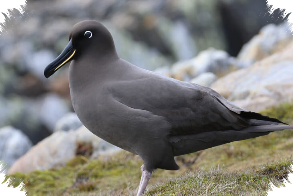 Ancaman Longline Fishing Membayangi Sooty Albatross, Burung Laut Elegan Samudra Selatan