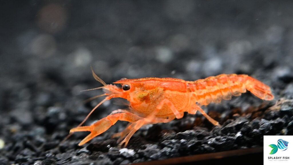 Seleksi Indukan Lobster Air Tawar Menentukan Hasil Pijahan, Begini Syarat Baknya