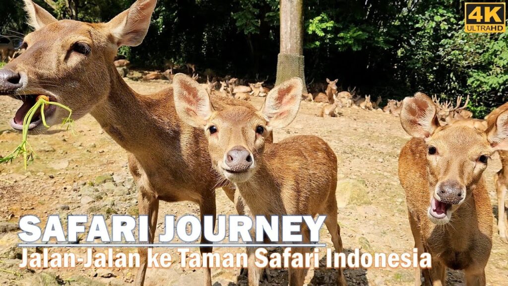 Tiket Mulai Rp45 Ribu, Liburan Sekolah Di Puncak Ini Sudah Termasuk Animal Show dan Edukasi Satwa