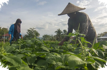DIY Siaga Hujan Tiga Hari, BMKG Pusatkan Peringatan di Wilayah Utara
