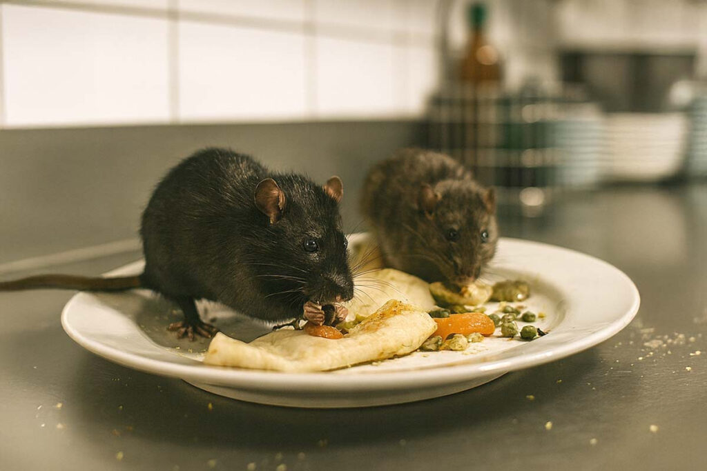 Celah Kecil Dan Makanan Terbuka Di Dapur, Kebiasaan Sepele Yang Diam-Diam Mengundang Tikus