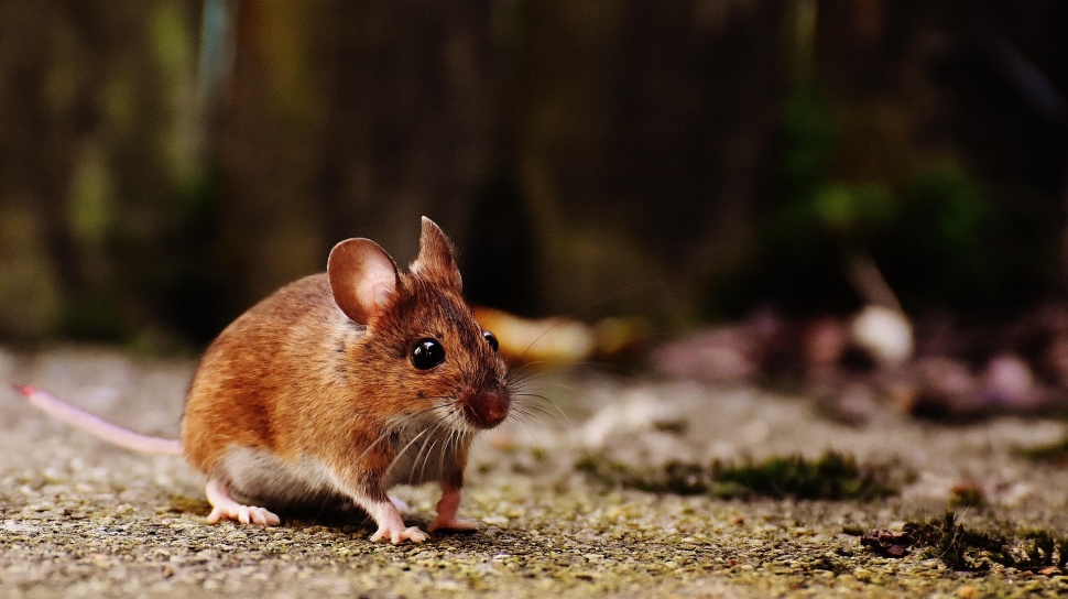 Hantavirus Tak Menular Cepat Antarmanusia, Sumber Paparannya Justru Berasal Dari Tikus